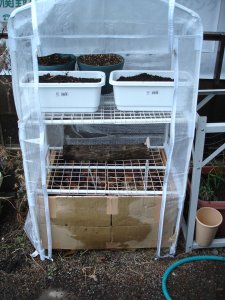 060115しいたけお引越し