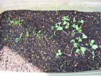 070908にんじん＆大根