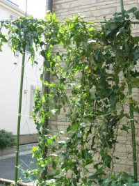 070908自然薯修復