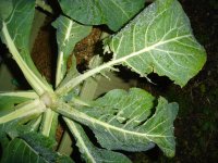 070117収穫後カリフラワー