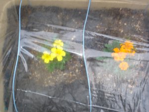 060312ジャガイモプランター