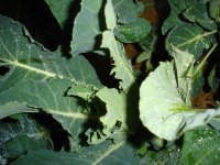 070117カリフラワー