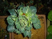 070117里子芽キャベツ