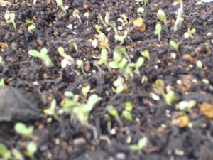 060122ミックスサラダ？