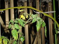 061018トマトの花