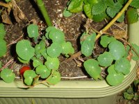 061018ナスタチウム