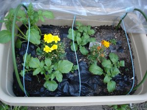 060331インカその後