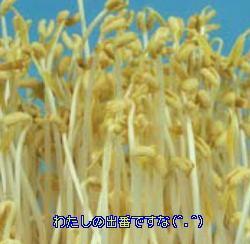 もやしの出番