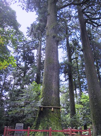 矢立ての杉