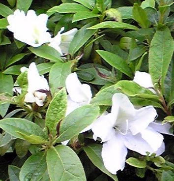つつじ2010