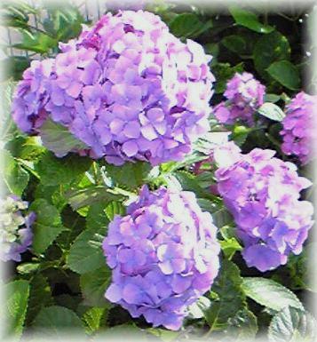 紫陽花2009その1