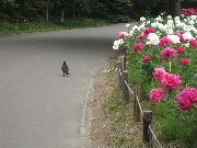 カラスと芍薬