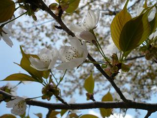 20080504桜