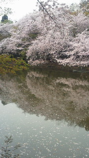 20090408公園の桜