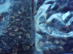 左：アムラと右：リタ