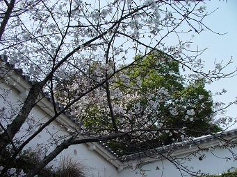 桜のお城４
