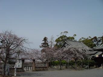 桜の神社にお参り(*^ｍ^*)
