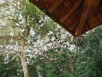 こんなところでゆっくりお昼寝してみたい（＞＜）