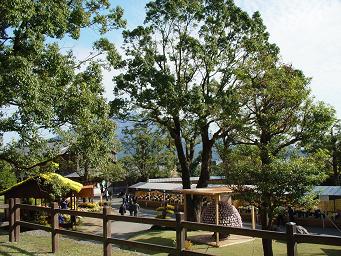 仙厳園菊まつり