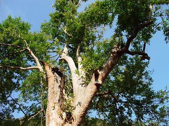 バクチの木だってさ～゜