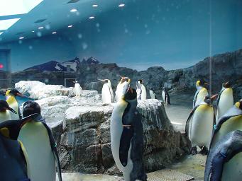 ペンギンいっぱい♪