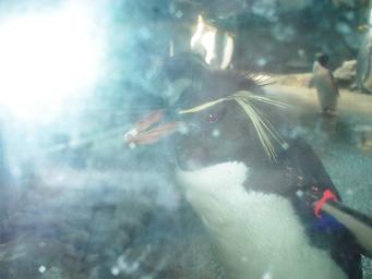 誰かに似てる（－＾－）