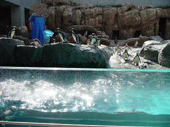 ペンギンランチタイム