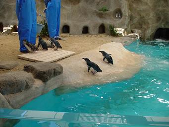 コガタペンギン