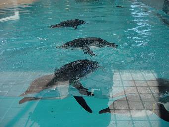 目の前を泳いでくれるコガタペンギン♪