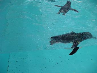 コガタペンギンめちゃめちゃラブリ～(*＞＜*)