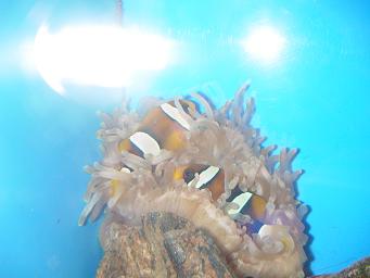 オマケ１　ニモ（＾＾）