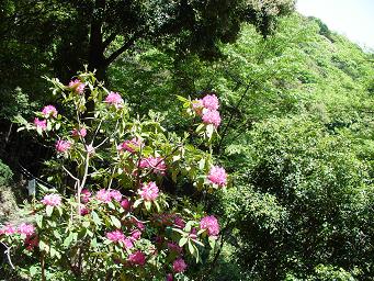 ピンクの石楠花