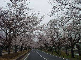 桜並木