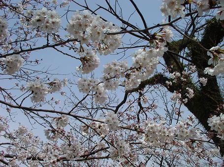 さ～く～ら～♪