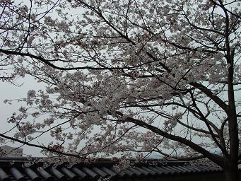 桜