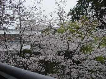 さくらさくらさくら