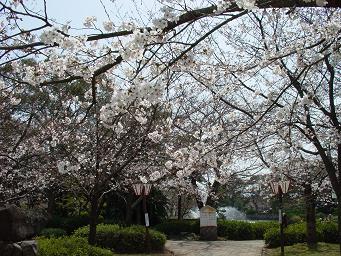 お花見公園♪(*^-^*)