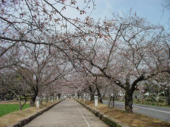 桜のトンネル、、五部咲き。