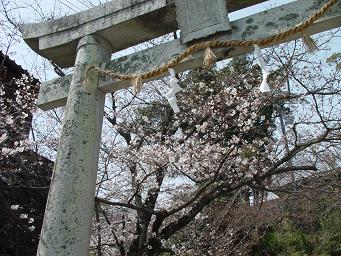 桜の神社鳥居