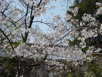 桜のお城３