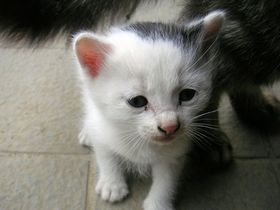 2006/05/30 子猫 その1