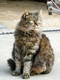 ブーちゃん その1 '07/02/01