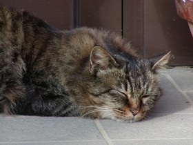 ブーちゃん　2006/01/15 その3