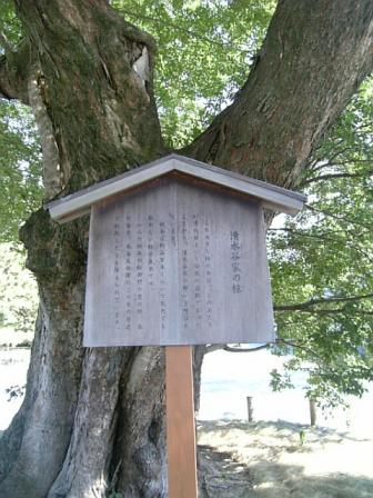 清水谷家の椋