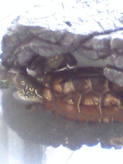 ロックシェルター