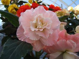 DSCF5512.JPG