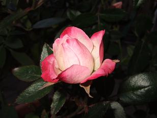 DSCF5157.JPG