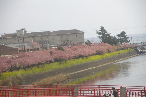 110227河津桜 240.jpg