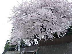 桜