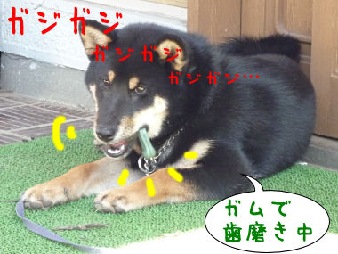 柴犬とガム